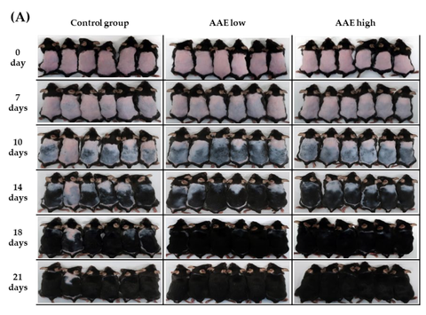 An Exploratory In Vivo Study on the Effect of Annurca Apple Extract on Hair Growth in Mice