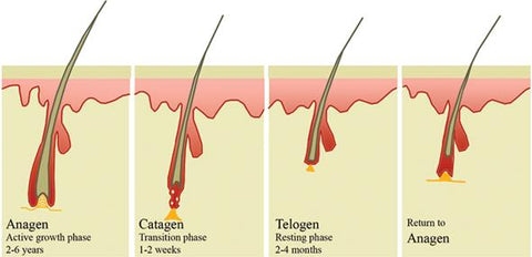 The Effect of Apple (Malus sylvestris mill) as a Natural Ingredient to Prevent Hair Loss