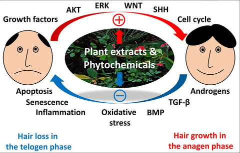 Can Plant Extracts Help Prevent Hair Loss or Promote Hair Growth?